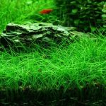1 - Cách trồng Ngưu mao chiên - Aquascape & Planted Tank Guide