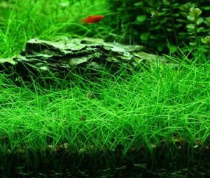 1 - Cách trồng Ngưu mao chiên - Aquascape & Planted Tank Guide