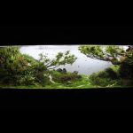 maxresdefault - The International Aquatic Plants Layout Contest 2014 No.56 「Let It Go」 - Aquascape & Planted Tank Guide