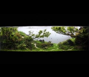 maxresdefault - The International Aquatic Plants Layout Contest 2014 No.56 「Let It Go」 - Aquascape & Planted Tank Guide
