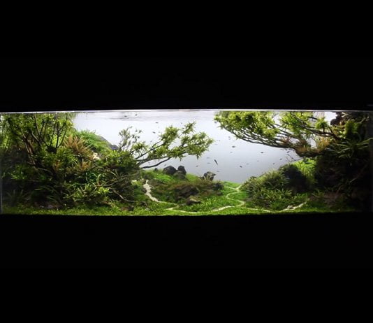 maxresdefault - Aquascape & Planted Tank Guide