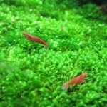 minifiss 3_zpsvhmz9dqt - Cách làm một nền Minifiss đẹp cho hồ thủy sinh - Aquascape & Planted Tank Guide