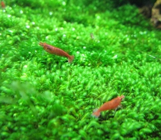 minifiss 3_zpsvhmz9dqt - Cách làm một nền Minifiss đẹp cho hồ thủy sinh - Aquascape & Planted Tank Guide