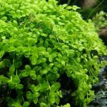 20150112_141253 - Aquascape & Planted Tank Guide