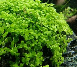 20150112_141253 - Aquascape & Planted Tank Guide