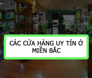 1 - Danh sách cửa hàng uy tín ở Miền Bắc - Aquascape & Planted Tank Guide