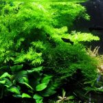 Untitled-1 - Cây bị thối gốc! Nguyên nhân và cách khắc phục - Aquascape & Planted Tank Guide