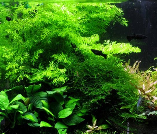 Untitled-1 - Cây bị thối gốc! Nguyên nhân và cách khắc phục - Aquascape & Planted Tank Guide