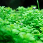 Untitled-1 - Cách trồng và chăm sóc Trân châu Cuba - Aquascape & Planted Tank Guide