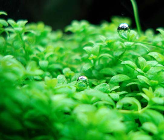 Untitled-1 - Cách trồng và chăm sóc Trân châu Cuba - Aquascape & Planted Tank Guide