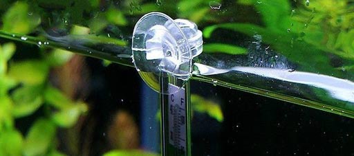 Untitled-1 - Nhiệt độ trong bể thủy sinh quan trọng như thế nào? - Aquascape & Planted Tank Guide