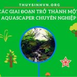 Untitled-1 - CÁC GIAI ĐOẠN TRỞ THÀNH MỘT AQUASCAPER CHUYÊN NGHIỆP - Aquascape & Planted Tank Guide