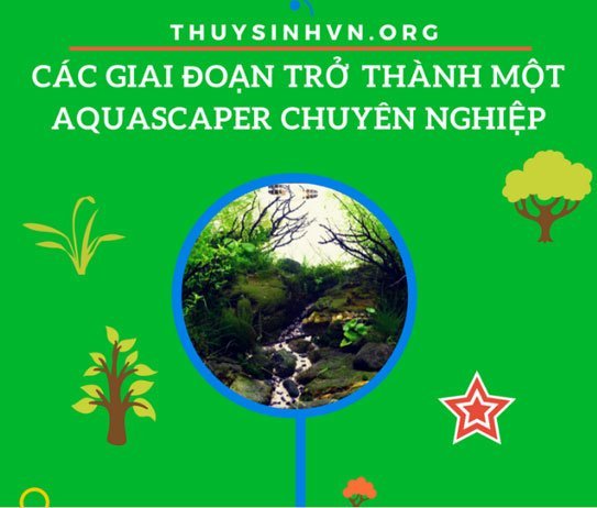 Untitled-1 - CÁC GIAI ĐOẠN TRỞ THÀNH MỘT AQUASCAPER CHUYÊN NGHIỆP - Aquascape & Planted Tank Guide