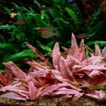 1 - Cây Tiêu thảo, Cách trồng và chăm sóc - Aquascape & Planted Tank Guide