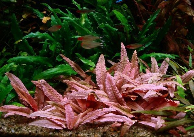 1 - Cây Tiêu thảo, Cách trồng và chăm sóc - Aquascape & Planted Tank Guide