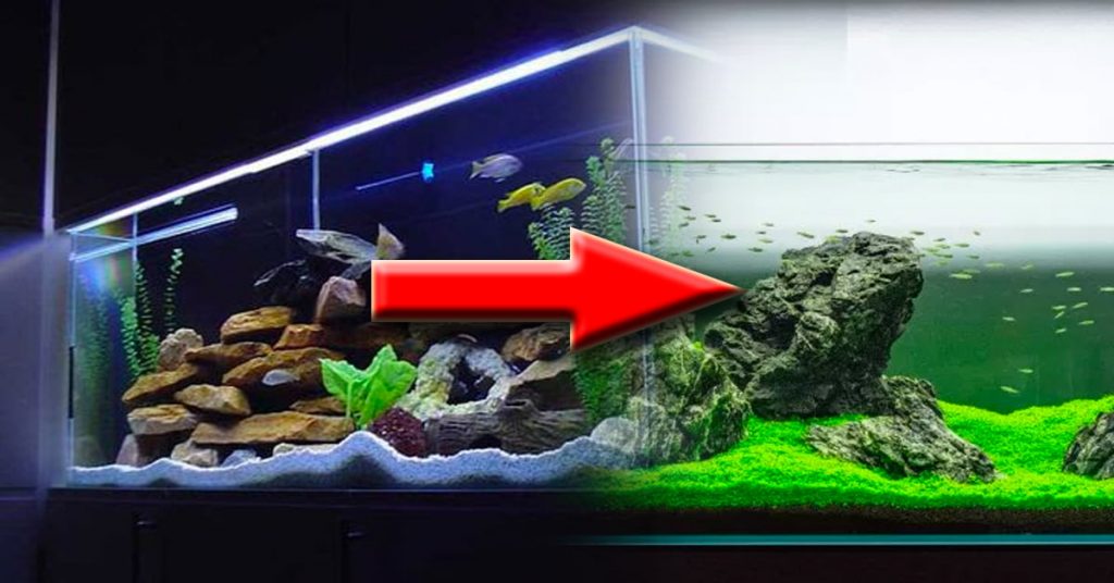 ca sang thuy sinh - Từ nuôi cá cảnh sang chơi thuỷ sinh gặp phải thuận lợi và khó khăn gì? - Aquascape & Planted Tank Guide