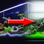ca sang thuy sinh - Từ nuôi cá cảnh sang chơi thuỷ sinh gặp phải thuận lợi và khó khăn gì? - Aquascape & Planted Tank Guide
