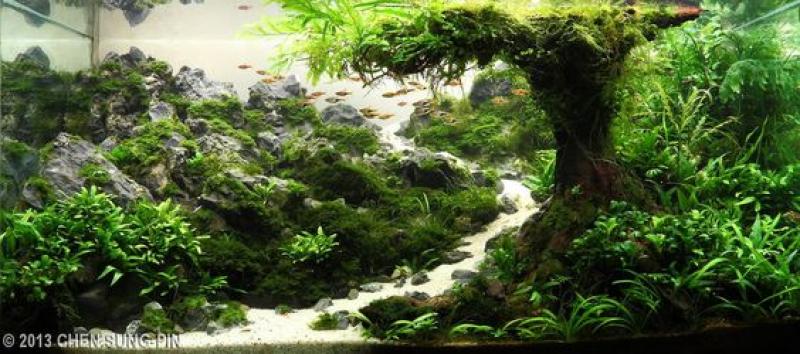 100fbe68b2d135f76d8985c54e16dea1(1) - Library - Aquascape & Planted Tank Guide