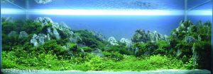 1280(1) - Library - Aquascape & Planted Tank Guide