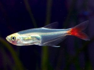 1372945941_halongthuysinhcom-505-prionobrama-filigera - Các loài cá thả trong bể thủy sinh - Aquascape & Planted Tank Guide