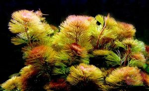 Fox tail moss