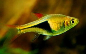 1418575048_b2c5d826a9 - Các loài cá thả trong bể thủy sinh - Aquascape & Planted Tank Guide