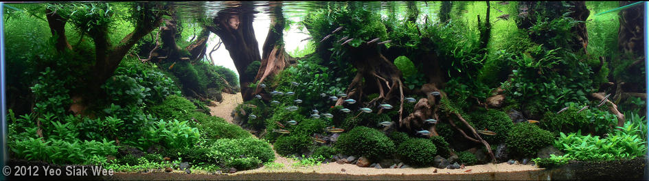 2450(1) - Library - Aquascape & Planted Tank Guide
