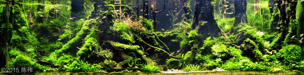 2570(1) - Library - Aquascape & Planted Tank Guide