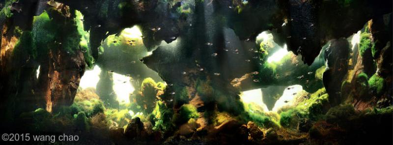 2580(1) - Library - Aquascape & Planted Tank Guide