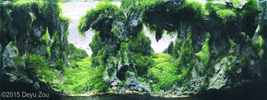 2590(1) - Library - Aquascape & Planted Tank Guide
