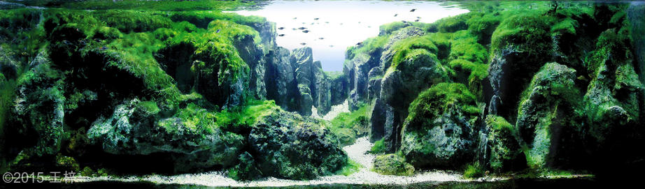 2600(1) - Library - Aquascape & Planted Tank Guide