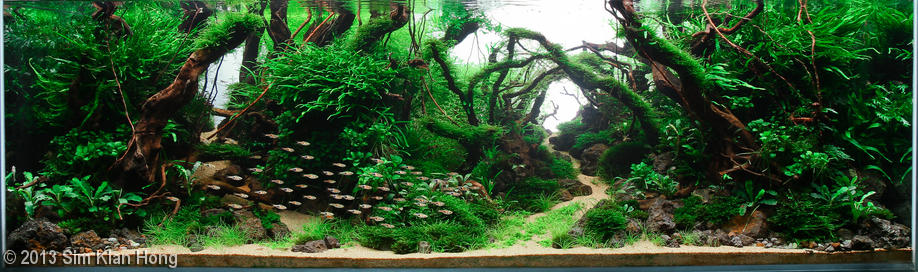 2610(1) - Library - Aquascape & Planted Tank Guide