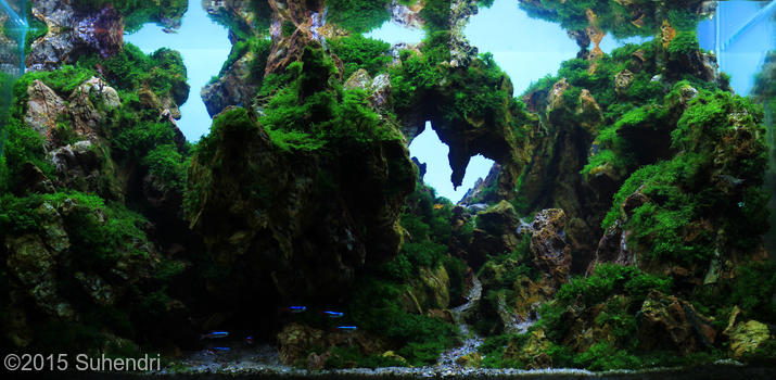 3020(1) - Library - Aquascape & Planted Tank Guide