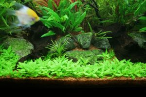 Herb plants