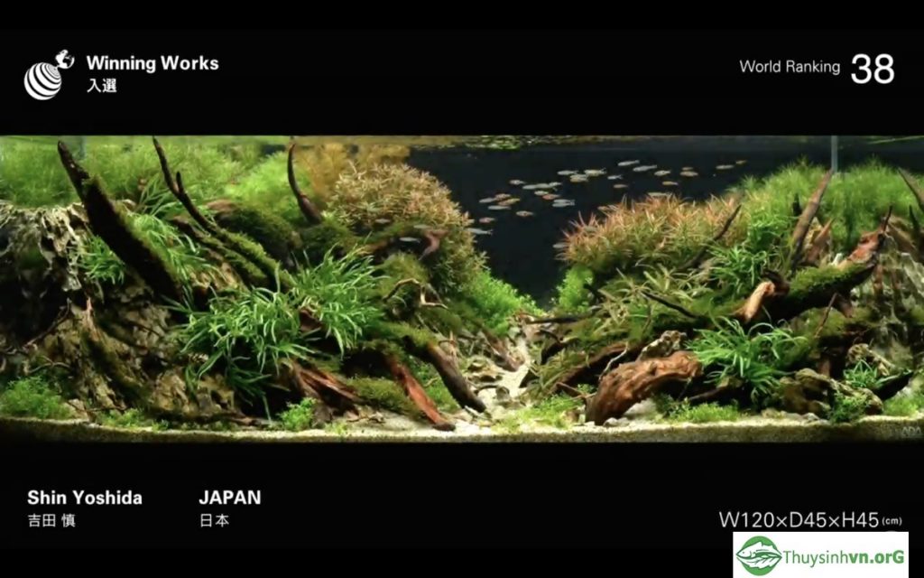 38 - IAPLC 2019 - Aquascape & Planted Tank Guide