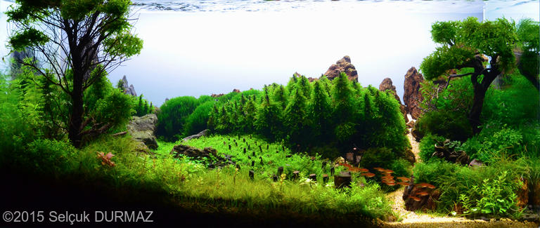 4131(1) - Library - Aquascape & Planted Tank Guide