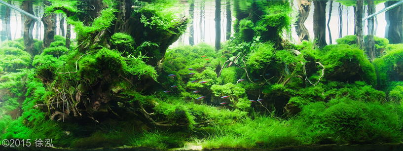 4230(1) - Library - Aquascape & Planted Tank Guide