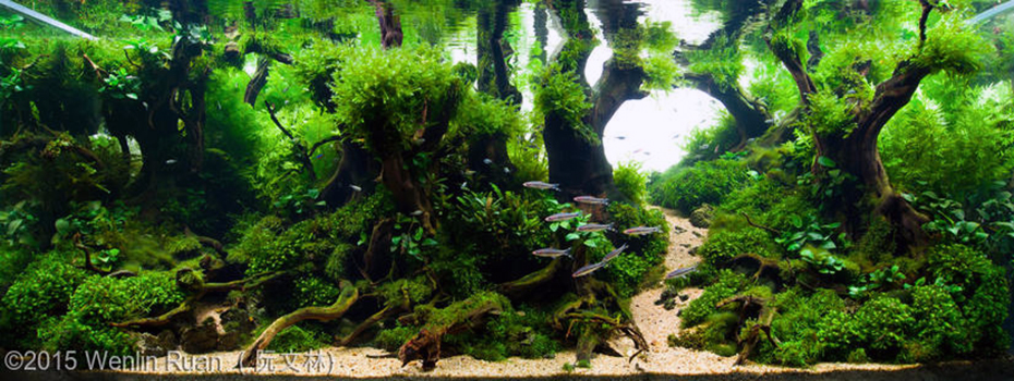 5100(1) - Library - Aquascape & Planted Tank Guide