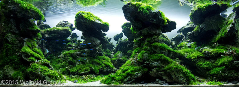 5340(1) - Library - Aquascape & Planted Tank Guide