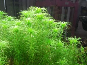 Tonia plant
