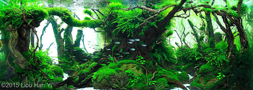 6240 - Library - Aquascape & Planted Tank Guide