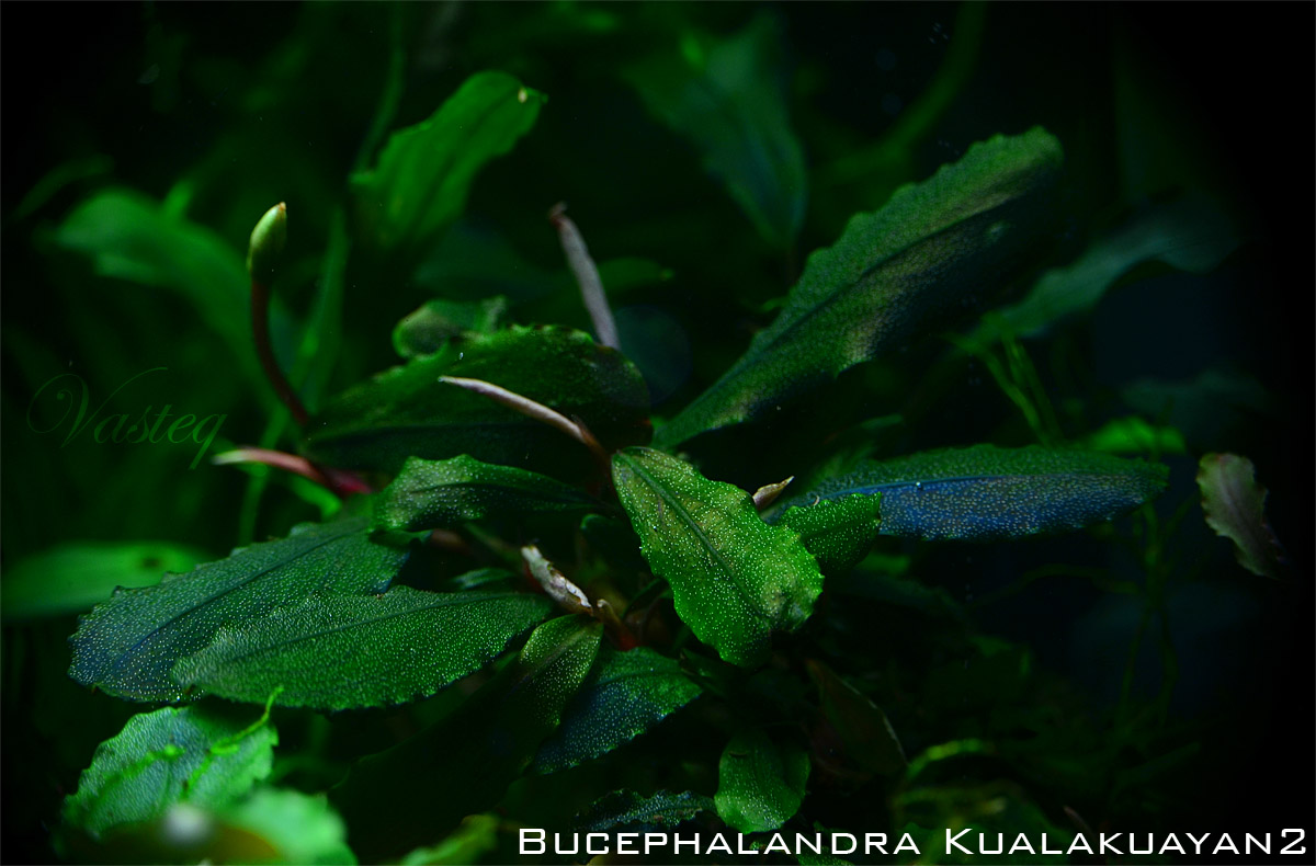 6903226441_e73961205f_o - Danh mục các loài Bucep hiện nay - Aquascape & Planted Tank Guide