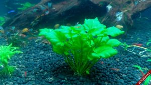 Japanese Watercress