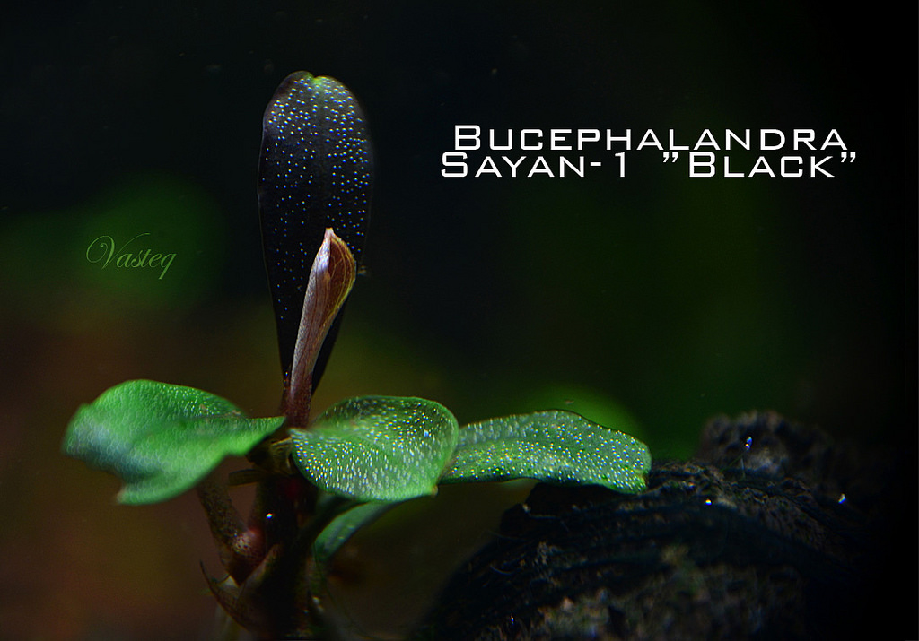 7687254608_398c5afc2b_b - Danh mục các loài Bucep hiện nay - Aquascape & Planted Tank Guide
