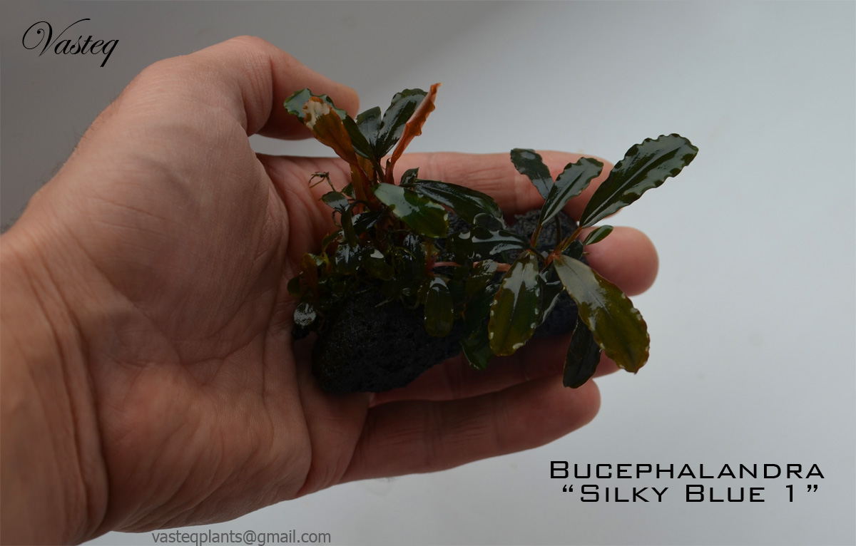 8164677651_83d1a0ccdd_o - Danh mục các loài Bucep hiện nay - Aquascape & Planted Tank Guide