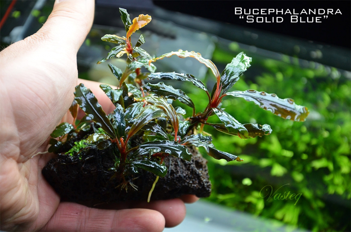 8164740975_2343cc095e_o - Danh mục các loài Bucep hiện nay - Aquascape & Planted Tank Guide