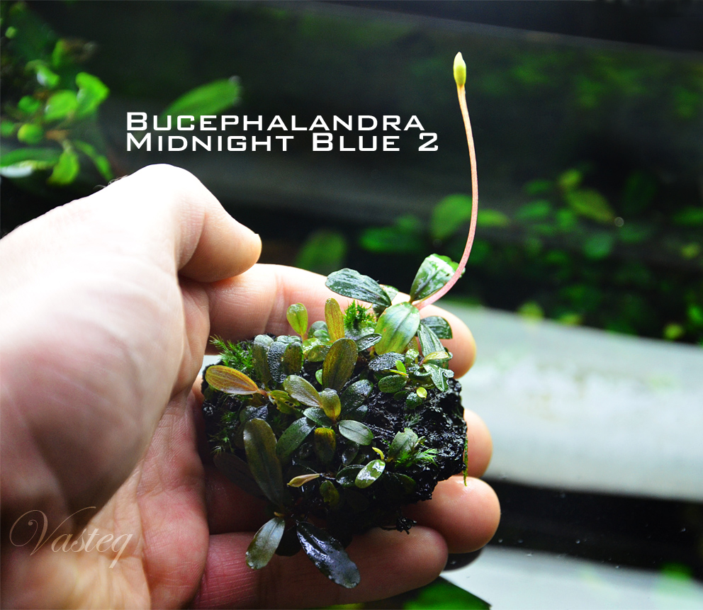 8436840738_35d28f9594_o - Danh mục các loài Bucep hiện nay - Aquascape & Planted Tank Guide