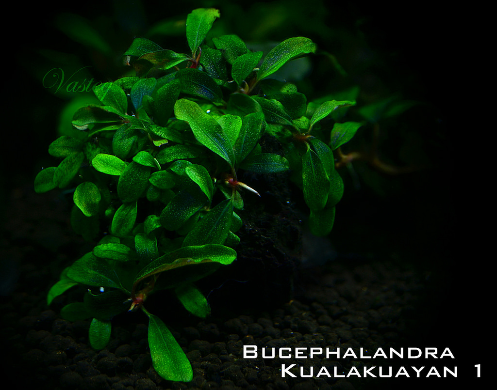 8485287133_71d5ebe8a5_b - Danh mục các loài Bucep hiện nay - Aquascape & Planted Tank Guide