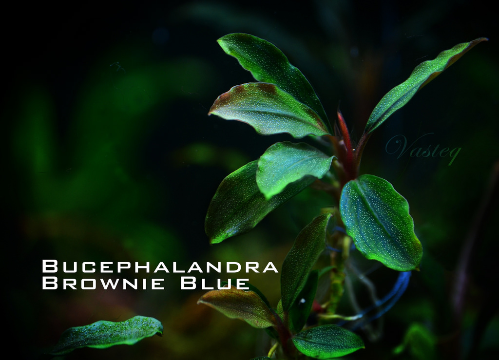 8528826482_c2021e2323_b - Danh mục các loài Bucep hiện nay - Aquascape & Planted Tank Guide