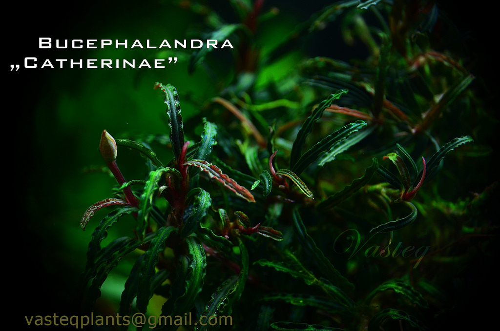 8556095985_7e140e06c1_b_(1) - Danh mục các loài Bucep hiện nay - Aquascape & Planted Tank Guide